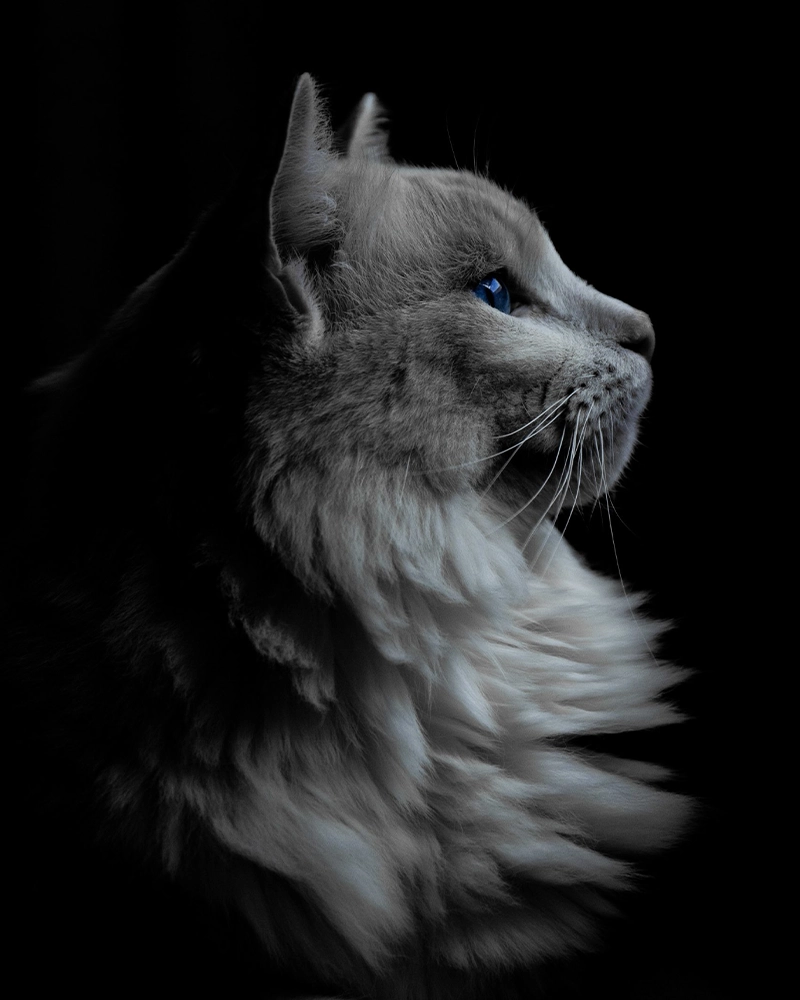 Portrait d'un chat aux yeux bleus sur fond noir, illustrant l'univers premium de la litière agglomérante pour chat Petsand